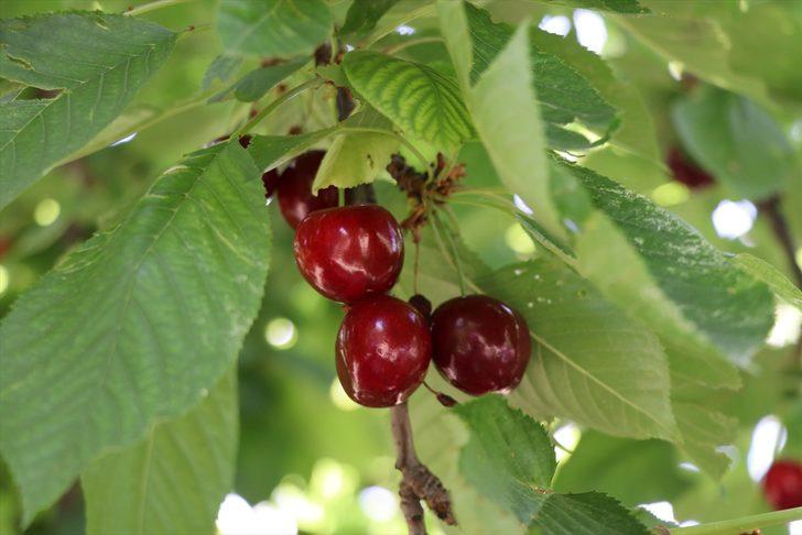 Bolkarlar'da üretilen kirazlar 12 ülkeye ihraç ediliyor G1
