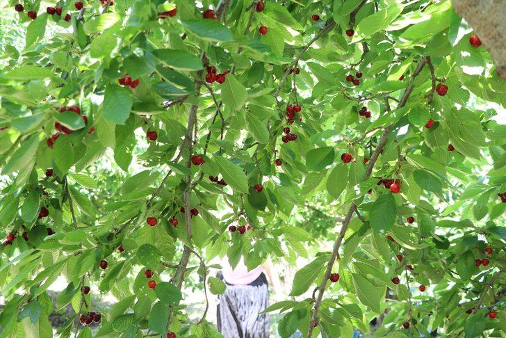 Bolkarlar'da üretilen kirazlar 12 ülkeye ihraç ediliyor G2