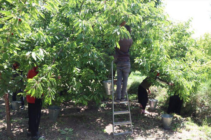Bolkarlar'da üretilen kirazlar 12 ülkeye ihraç ediliyor G4