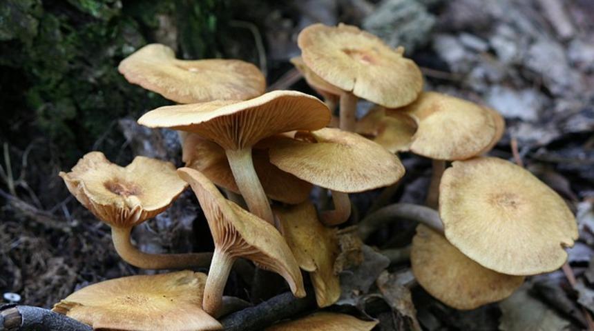  Bu yiyeceklerin küçük bir parçası bile ölüme sebep olabilir!