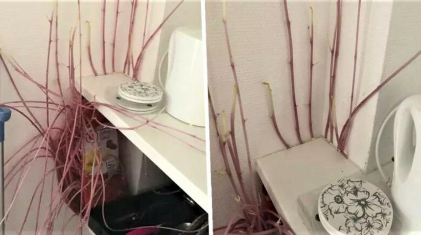 Karantina sonrası evinde bir mutant patatesle karşılaştı