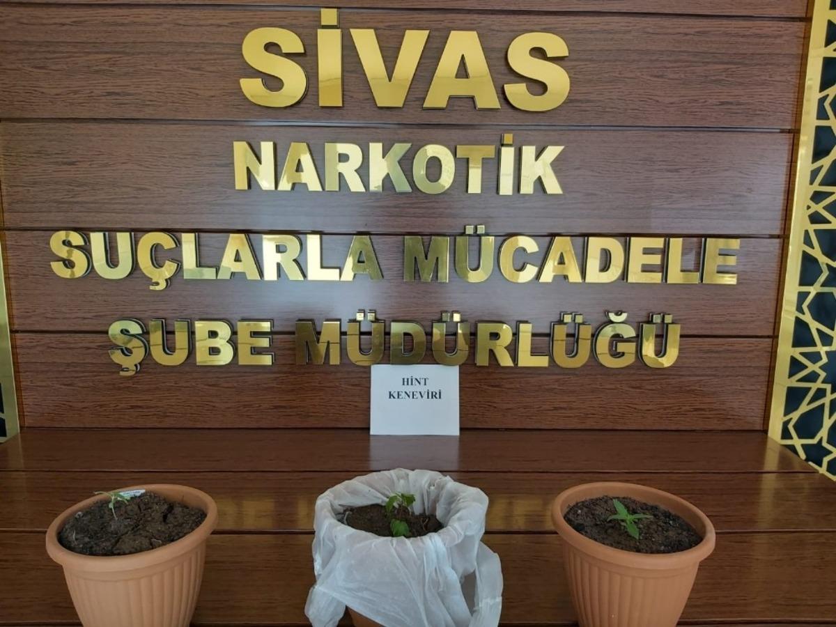 Sivas&rsquo;ta 660 k&ouml;k Hint Keneviri ele ge&ccedil;irildi