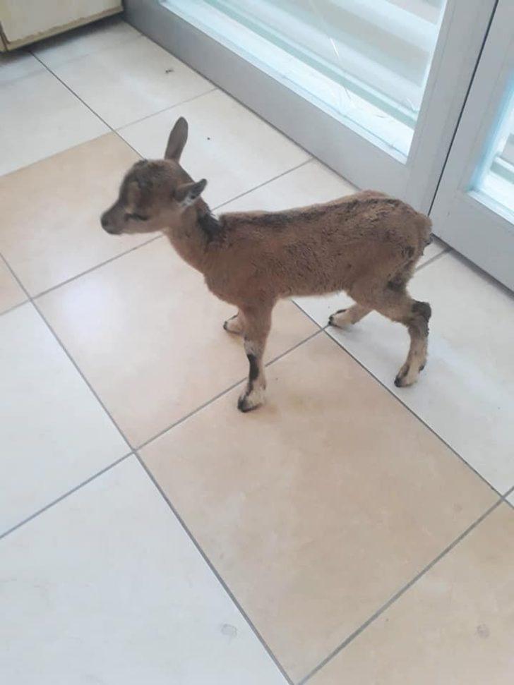 Hasta yavru yaban keçisi koruma altına alındı G2