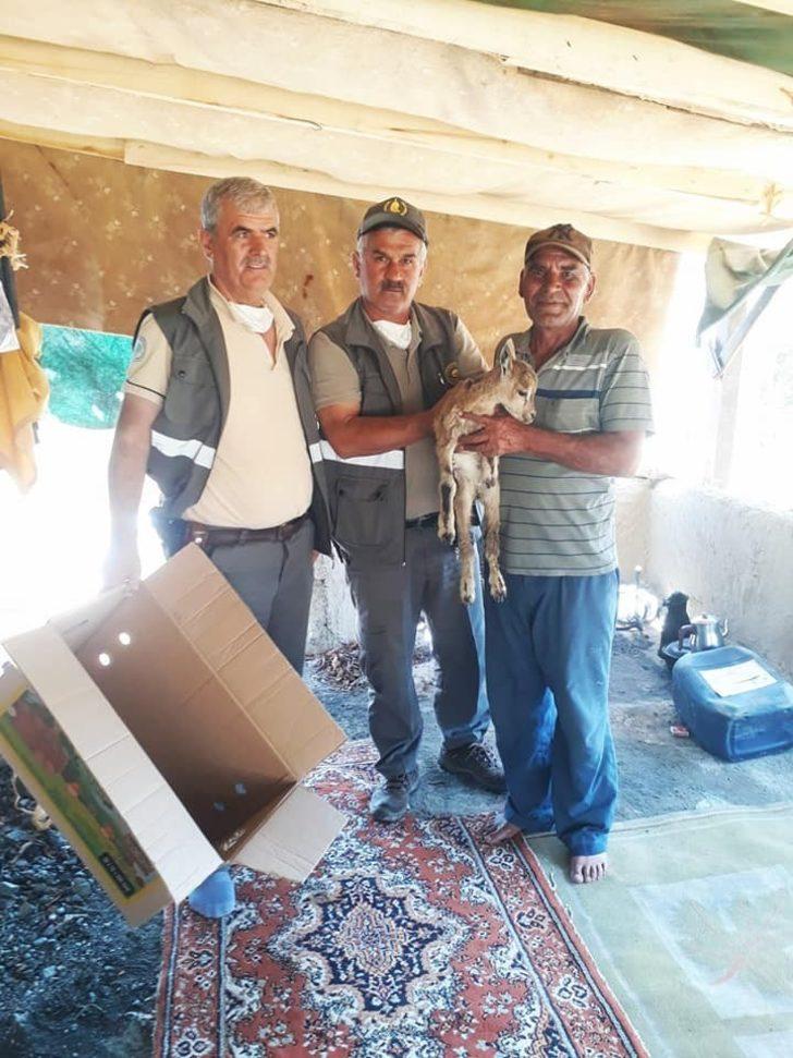 Hasta yavru yaban keçisi koruma altına alındı G3