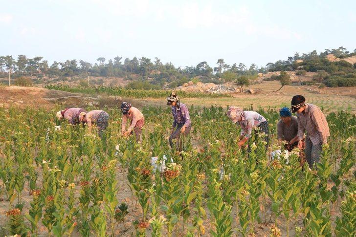 Başkan Atıcı, TZOB Başkanı Bayraktar’a Muğla’daki tütün üretimi hakkında bilgi verdi G1