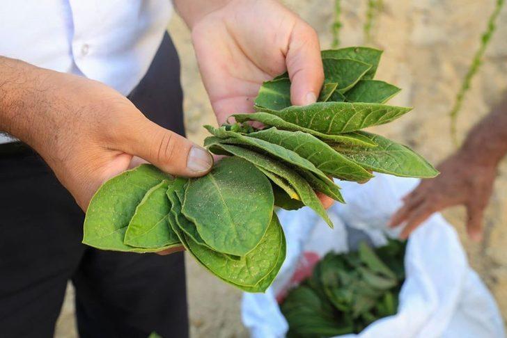 Başkan Atıcı, TZOB Başkanı Bayraktar’a Muğla’daki tütün üretimi hakkında bilgi verdi G5