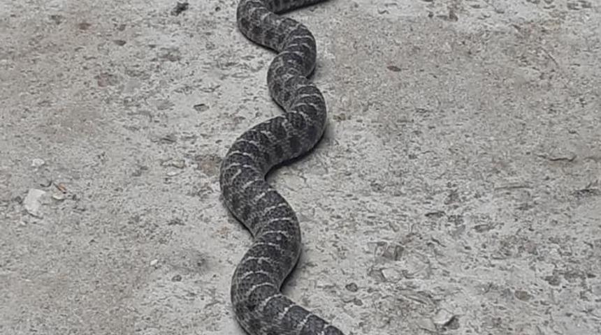Nazilli&rsquo;de &ccedil;atıdaki yılan korkuttu