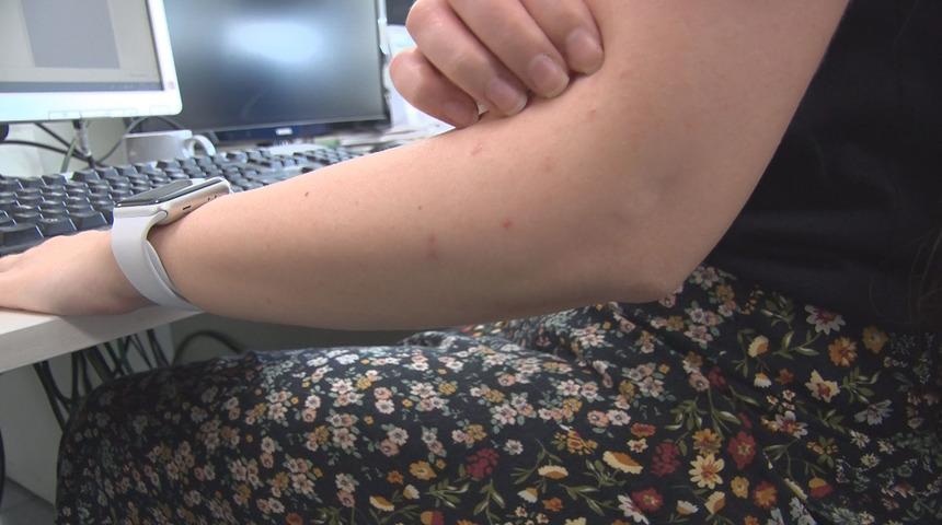 İstanbul'da sivrisinek kabusu! Sayıları her ge&ccedil;en g&uuml;n artıyor