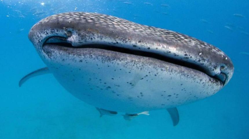 Balina k&ouml;pekbalıklarının g&ouml;z &ccedil;evresinde y&uuml;zlerce diş keşfedildi