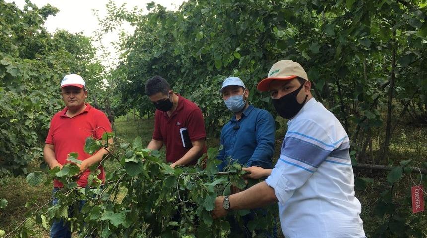 &Ccedil;arşamba&rsquo;da fındık rekolte tespitine başlandı