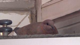 Dönercinin davetsiz misafiri! Bu yıl da geleneğini bozmadı