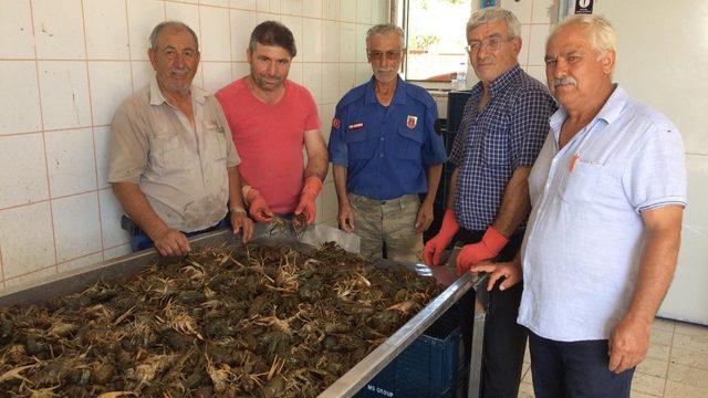 Eğirdir gölünde Kerevit bereketi