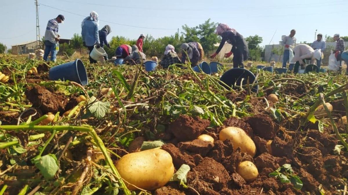 Kahta&rsquo;da yerli patates hasadı yapıldı