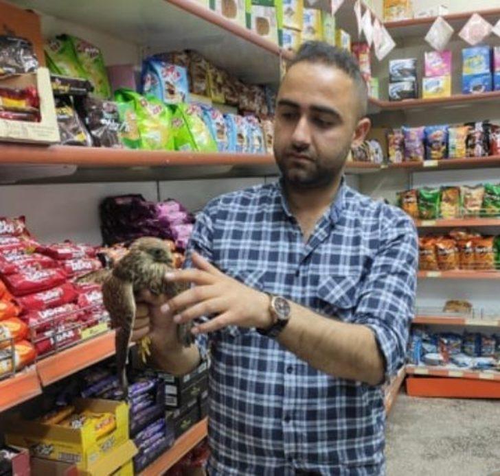 Muş’ta yaralı kuşlar tedavi altına alındı G2