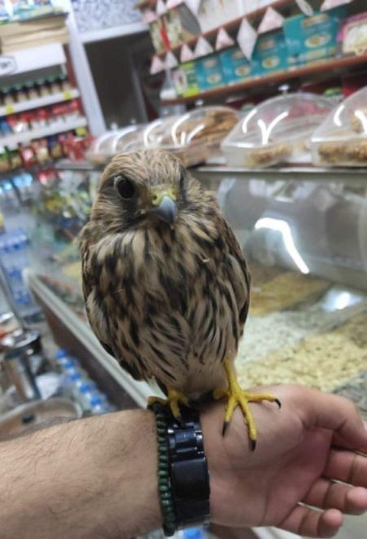 Muş’ta yaralı kuşlar tedavi altına alındı G3