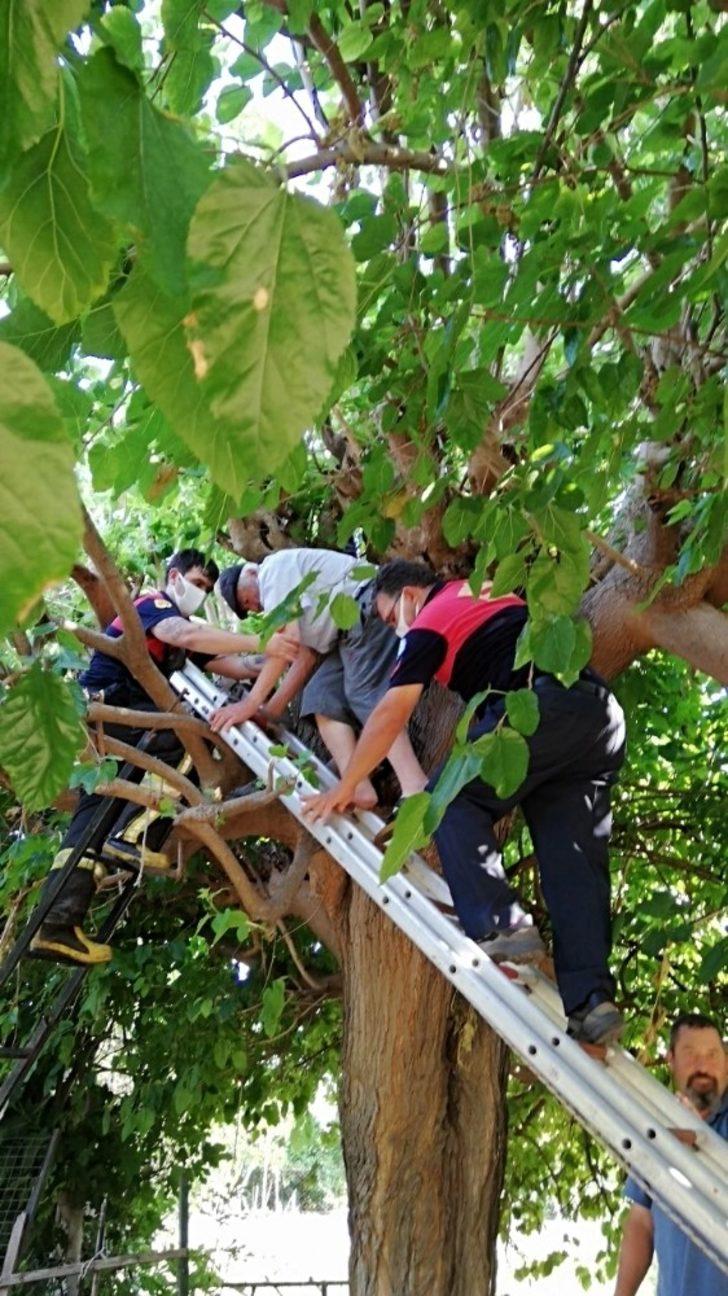 Ağaçta Mahsur Kalan Yaşlı Adamı İtfaiye Kurtardı G1