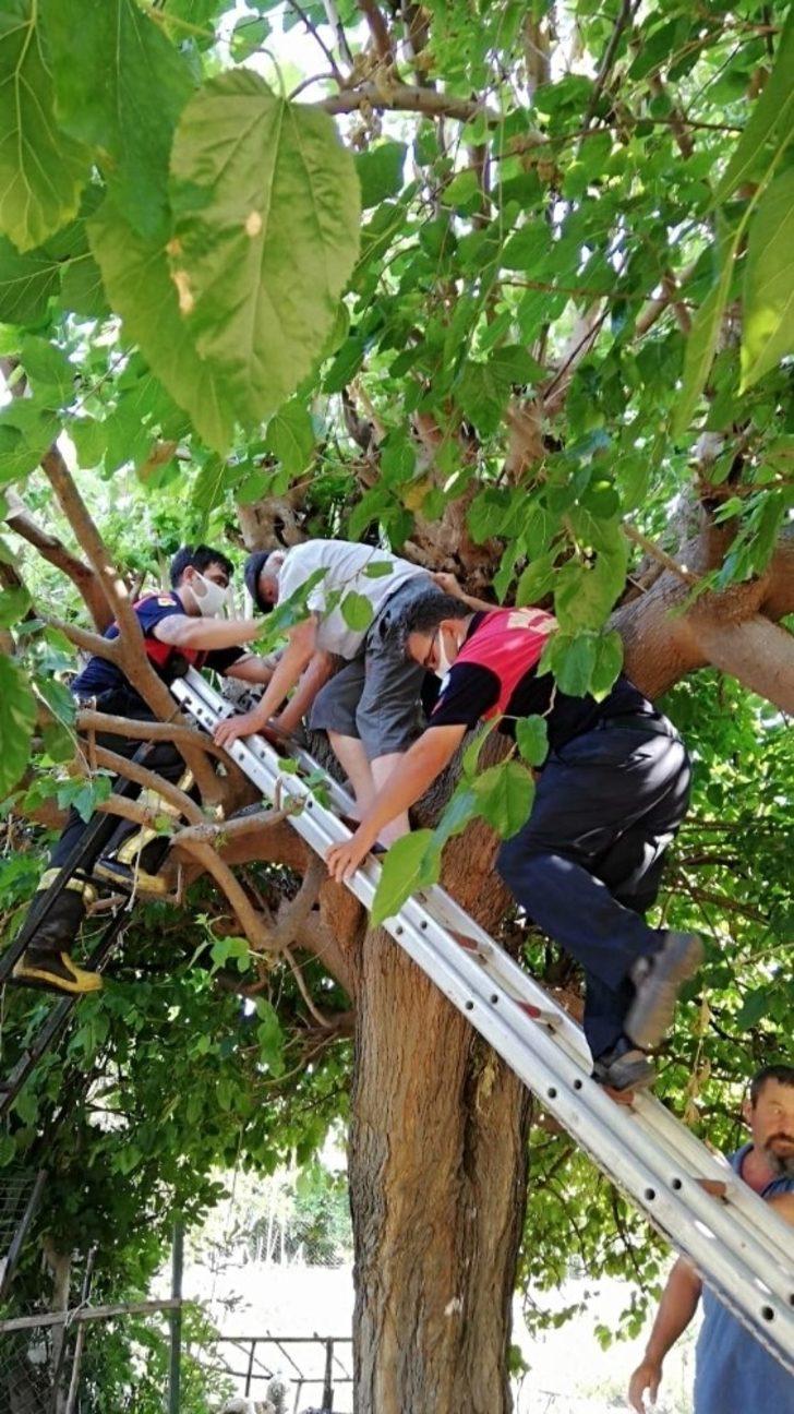 Ağaçta Mahsur Kalan Yaşlı Adamı İtfaiye Kurtardı G3