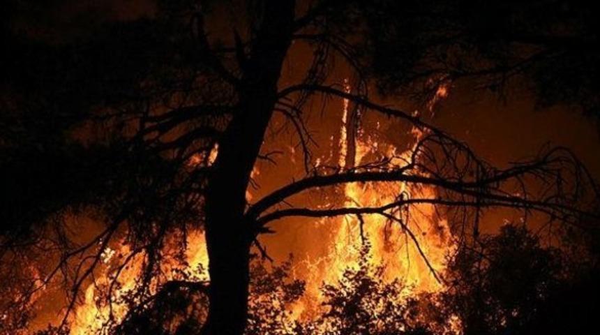 &Ccedil;anakkale Gelibolu'da orman yangını! Tarım ve Orman Bakanı Bekir Pakdemirli son durumu a&ccedil;ıkladı