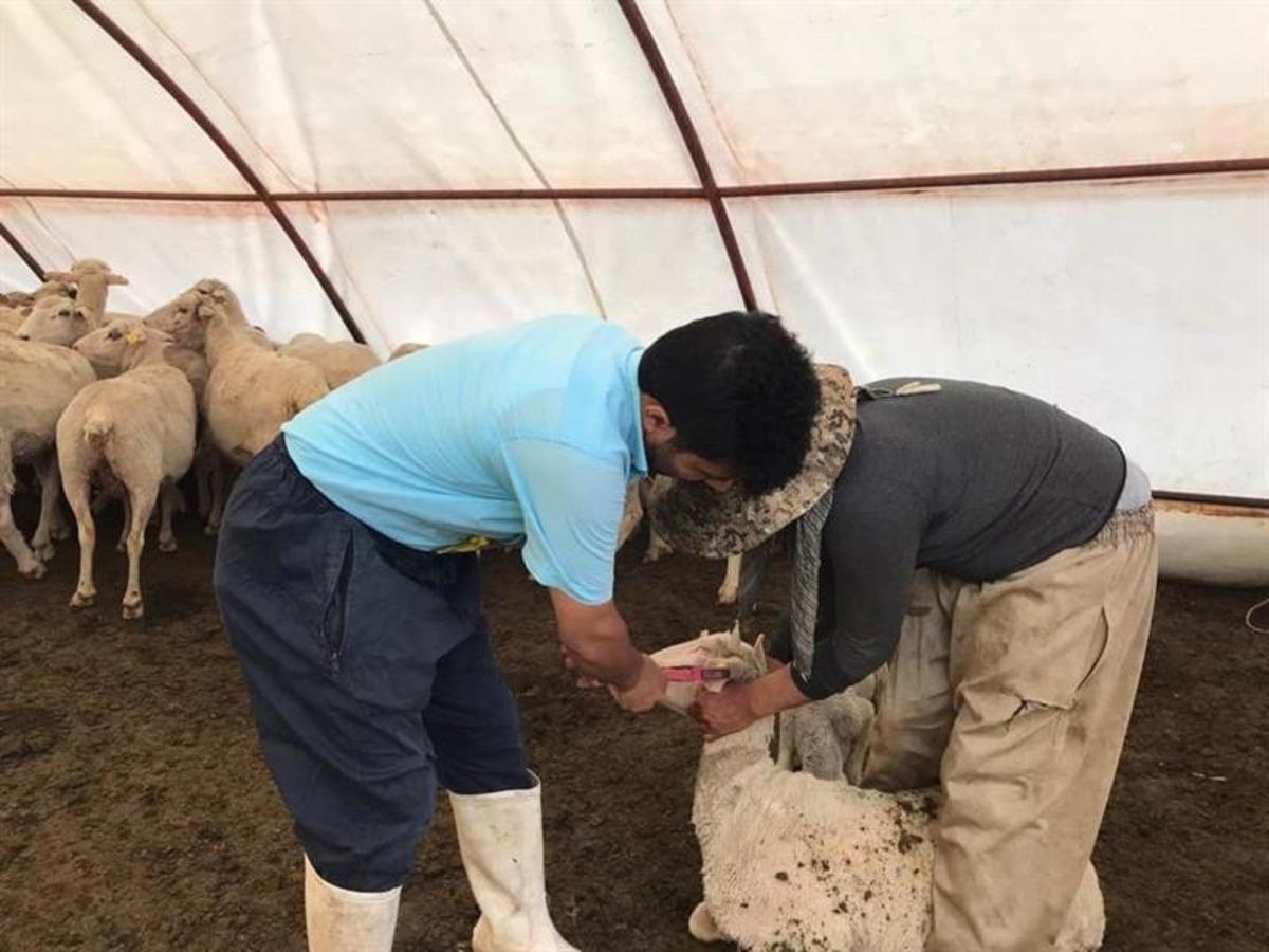 Erzincan&rsquo;da aşılama &ccedil;alışmaları devam ediyor