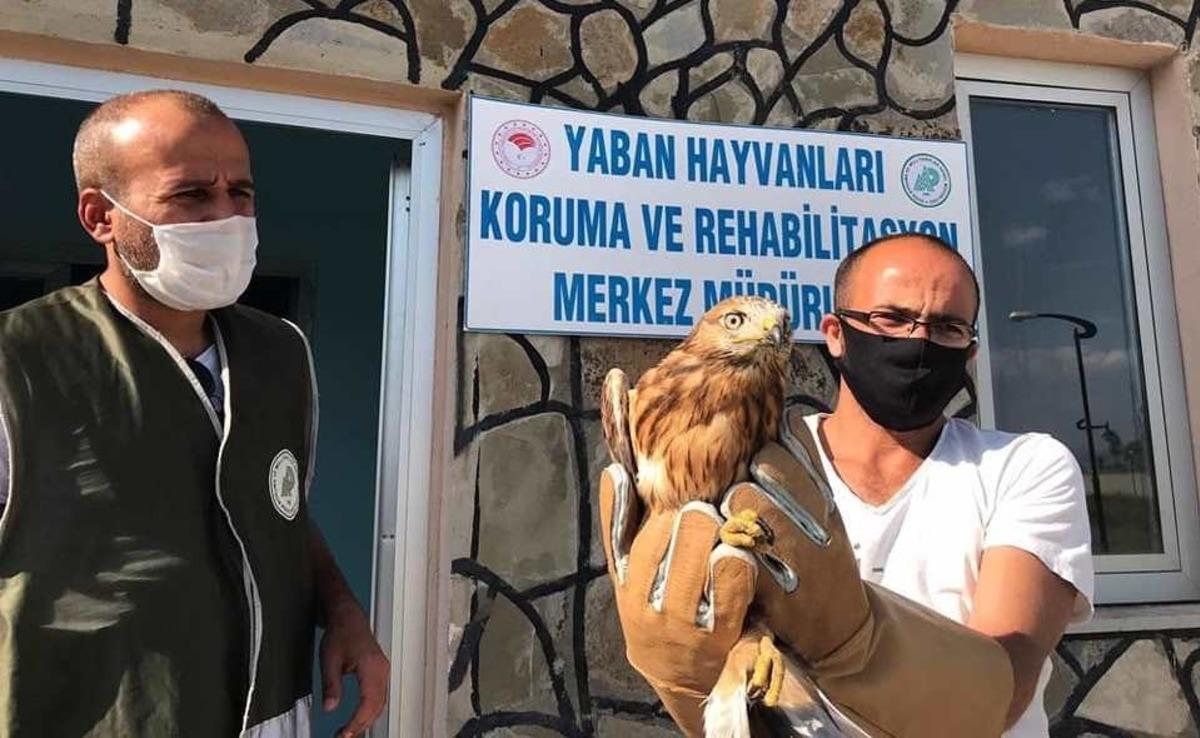 Yaralı kuşlar tedavi altına alındı