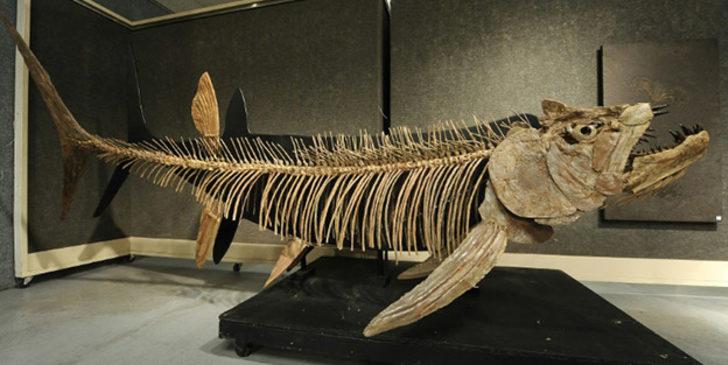 70 yıl önce bulunan balık fosili 70 milyon yıllık çıktı!