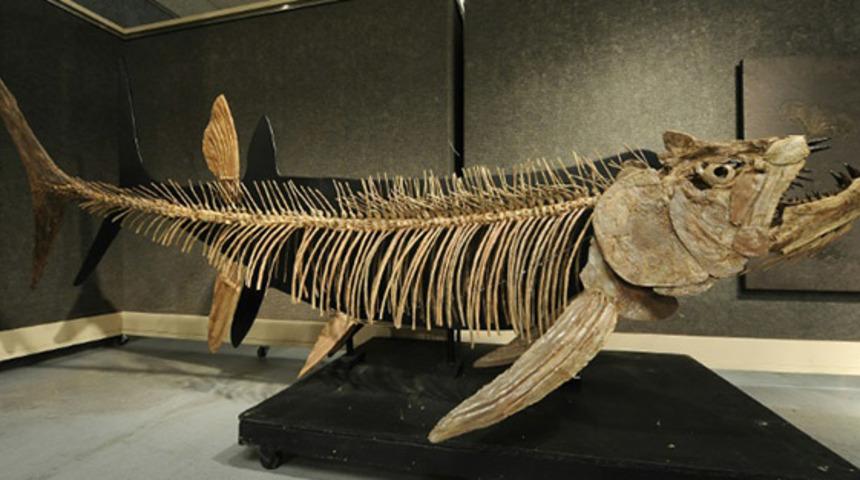 70 yıl &ouml;nce bulunan balık fosili 70 milyon yıllık &ccedil;ıktı!