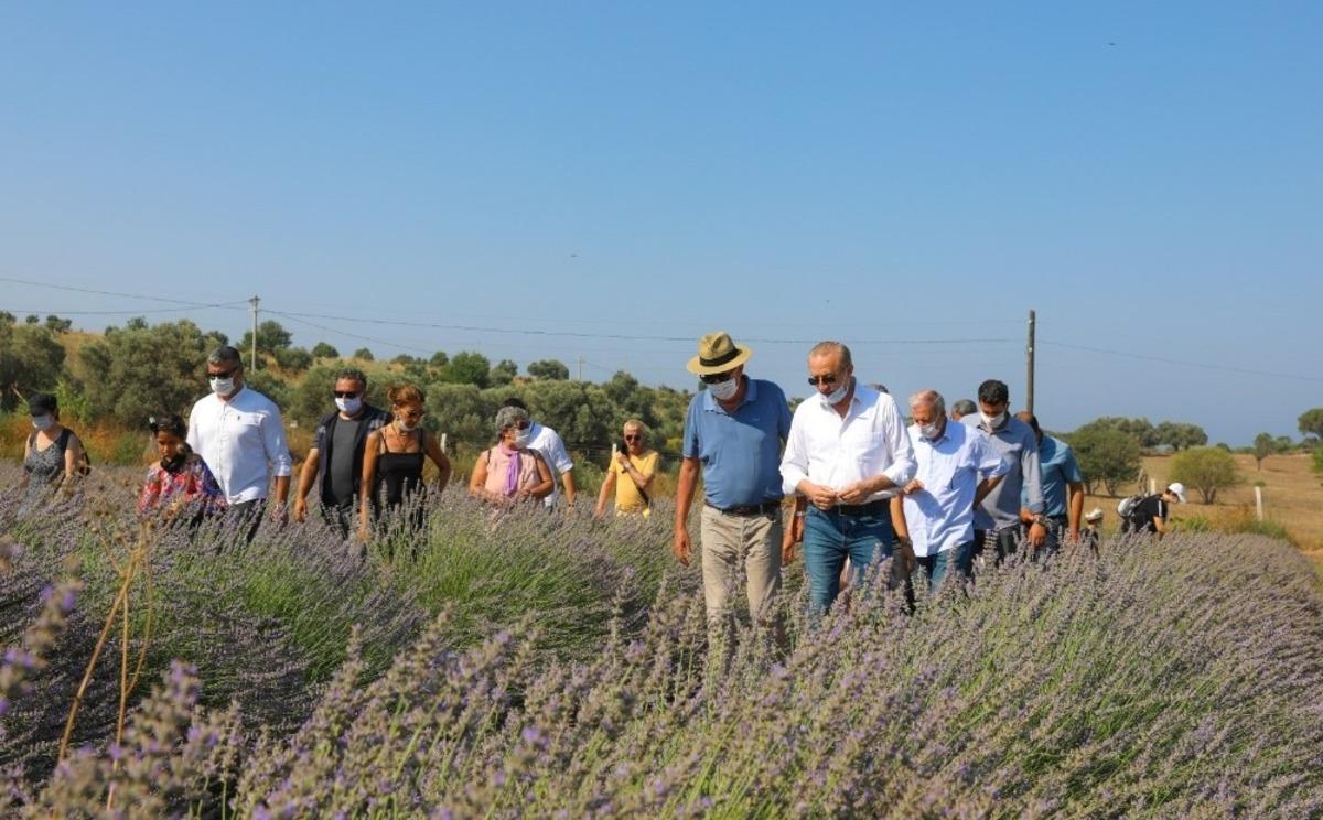Didim&rsquo;de sezonun ilk lavanta hasadı yapıldı