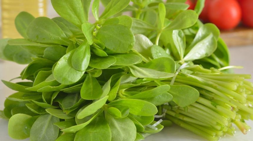 Yaz sofralarını şenlendirecek semizotu ile 3 harika tarif! Tadına doyamayacaksınız...