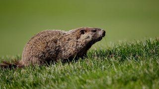 Dağ sıçanı avlayıp yiyen 15 yaşındaki bir çocuk öldü!