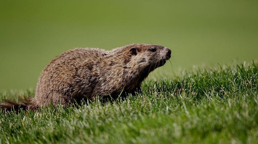 Dağ sıçanı avlayıp yiyen 15 yaşındaki bir çocuk öldü!