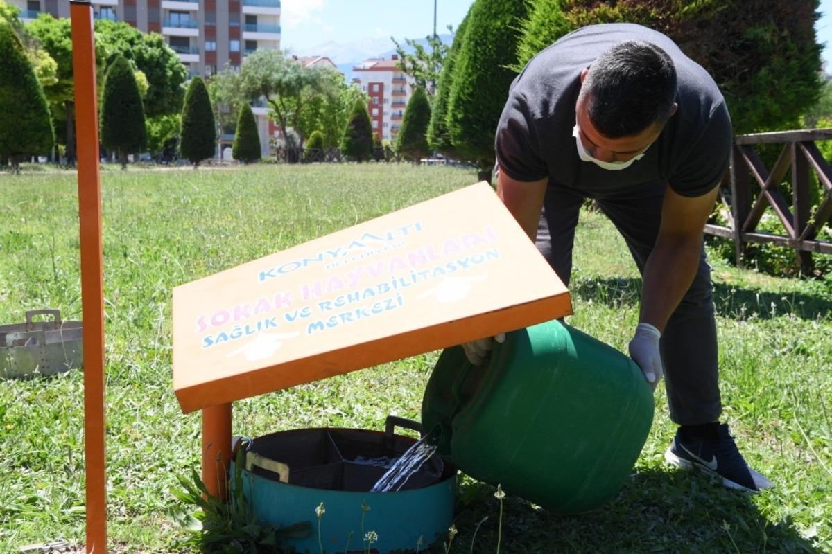 Konyaaltı Belediyesinden, sokak hayvanları i&ccedil;in su ve mama &ccedil;ağrısı