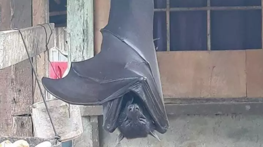 İnsan b&uuml;y&uuml;kl&uuml;ğ&uuml;nde yarasa fotoğrafı sahte mi?