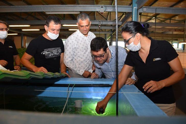 İl Tarım Müdürü Saylak, karides üretimini yerinde inceledi G1