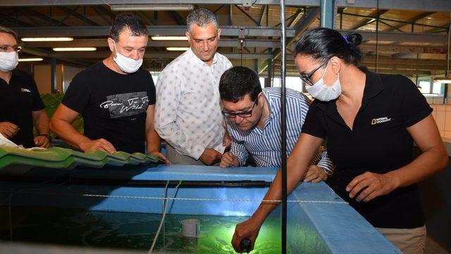 İl Tarım Müdürü Saylak, karides üretimini yerinde inceledi