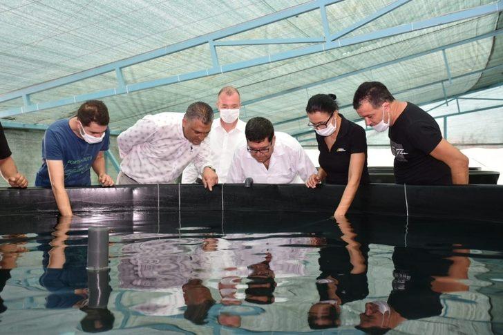 İl Tarım Müdürü Saylak, karides üretimini yerinde inceledi G2