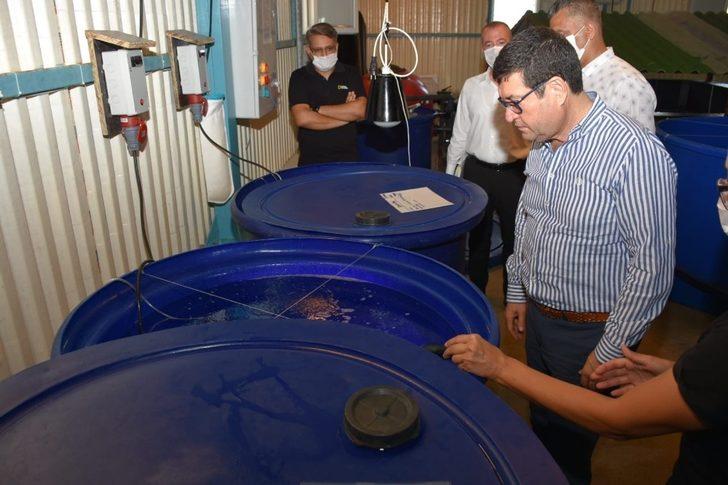 İl Tarım Müdürü Saylak, karides üretimini yerinde inceledi G3