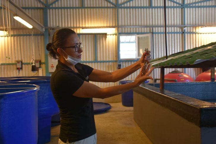 İl Tarım Müdürü Saylak, karides üretimini yerinde inceledi G4