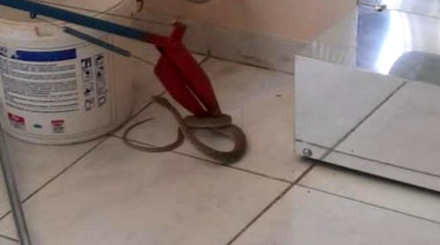 Okula giren yılanı itfaiye ekipleri yakaladı