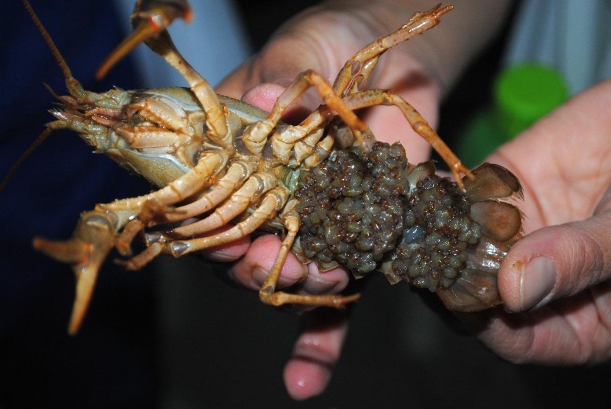 Eğirdir G&ouml;l&uuml;&rsquo;ne SAREM&rsquo;den Yavru Kerevit Takviyesi