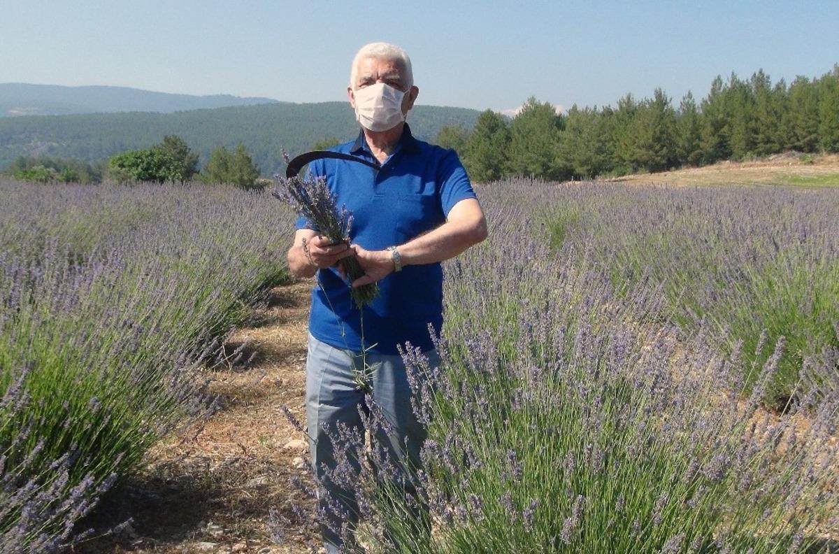 Lavanta hasadı başlıyor