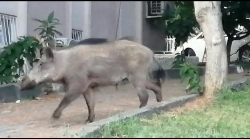 G&uuml;nd&uuml;z vakti şehre inen domuz, vatandaşları şaşırttı
