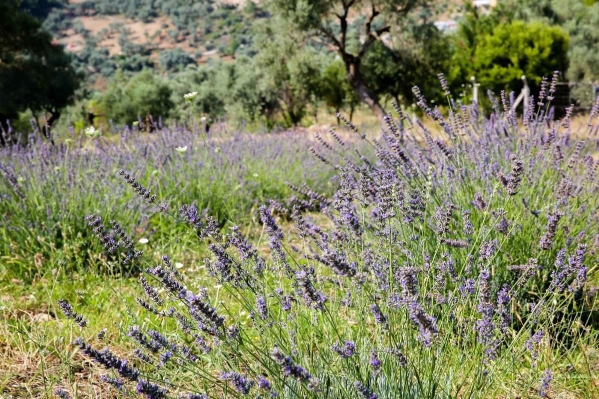 Buca&rsquo;daki Doğancılar&rsquo;da lavantalar hasada hazır