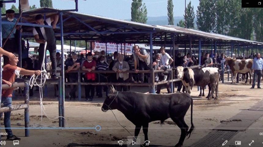 Sahibinin elinden ka&ccedil;an 400 kiloluk boğa ortalığı birbirine kattı
