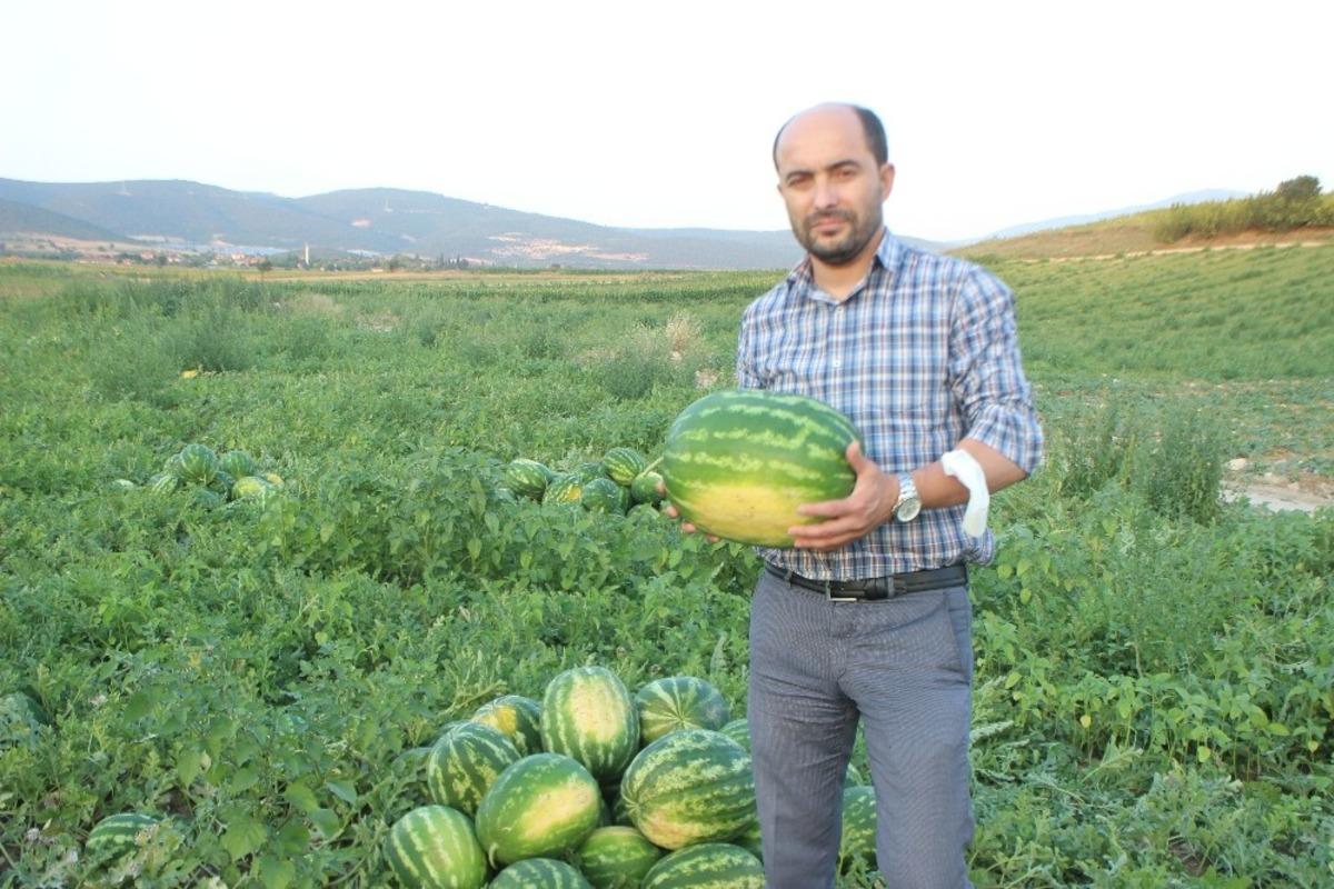 Osmaneli&rsquo;nde bu yıl 28 bin ton karpuz hasadı bekleniyor