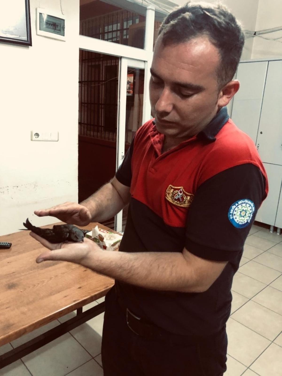 Ebabil kuşu itfaiye ekipleri tarafından kurtarıldı