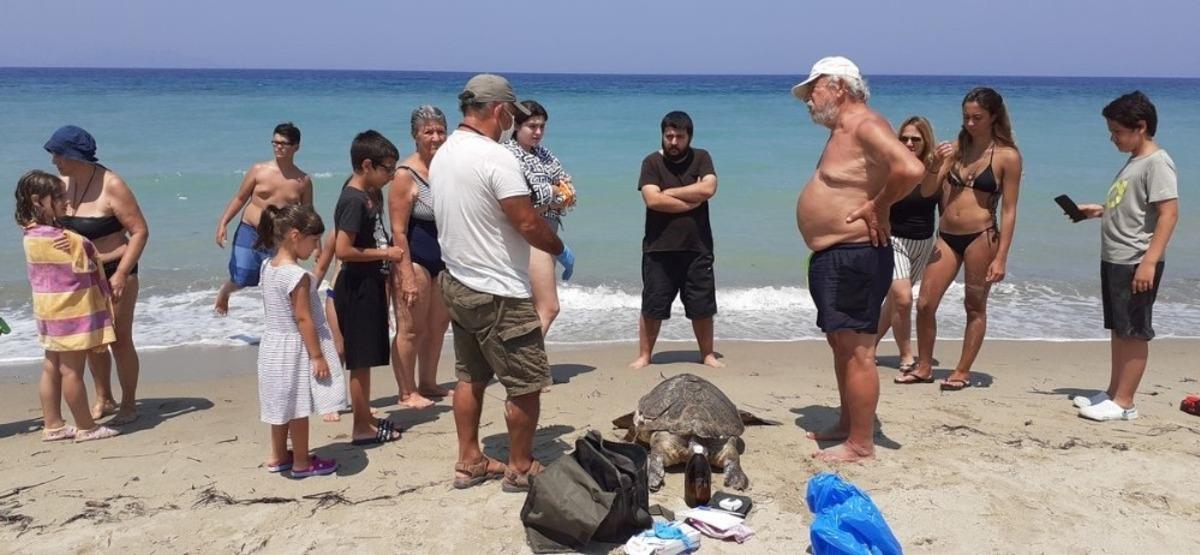 Aydın&rsquo;da 2 deniz kaplumbağası &ouml;l&uuml; bulundu