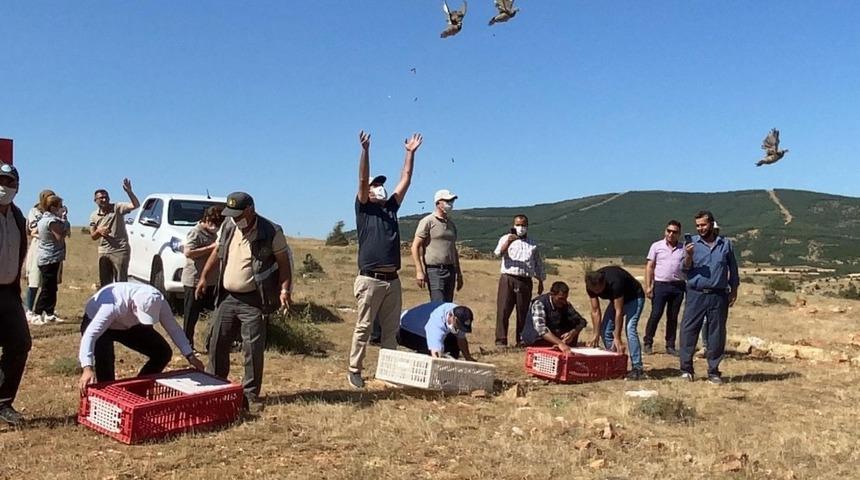 Kınalı keklikler doğaya bırakıldı