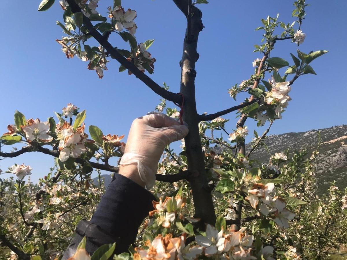 Eğirdir MAREM&rsquo;de Entegre M&uuml;cadele tekniklerinin teşvik edilmesine y&ouml;nelik &ccedil;alışmalar başladı