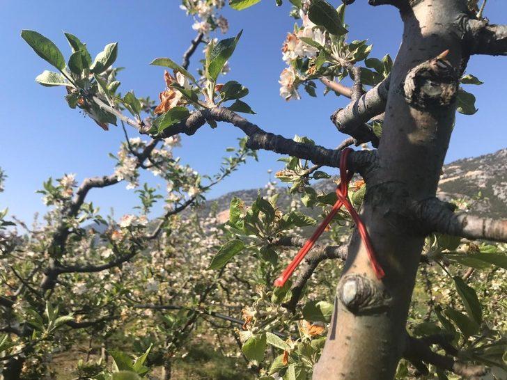 Eğirdir MAREM’de Entegre Mücadele tekniklerinin teşvik edilmesine yönelik çalışmalar başladı G2