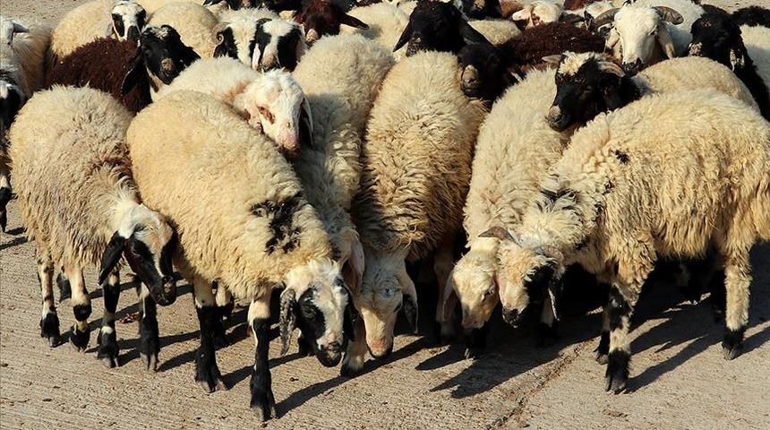 Tarım ve Orman Bakanlığından 'kurban rehberi'